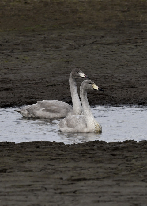 オオハクチョウ幼鳥3589