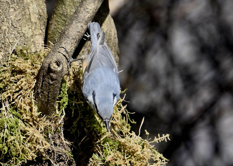 ゴジュウカラ7601