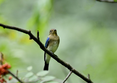 オオルリ♂若鳥0549