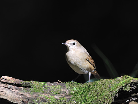 ノゴマ♀3320