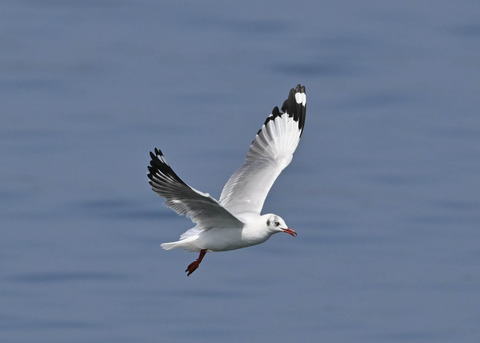 チャガシラカモメ3329