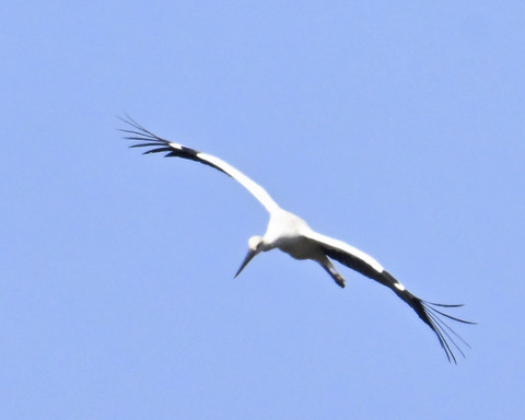 飛ぶコウノトリ8988