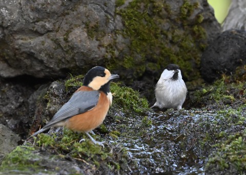 コガラ&ヤマガラ0626