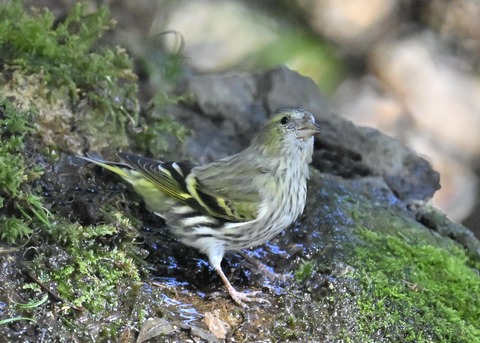 マヒワ♀1350