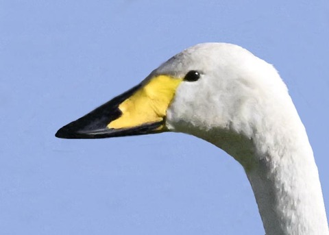 オオハクチョウ2000