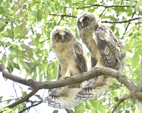 トラフズクの雛②4369