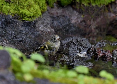 キクイタダキ幼鳥2862