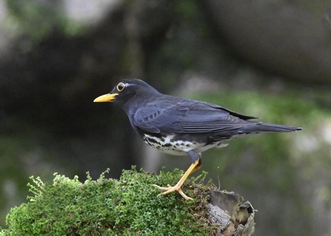 クロツグミ♂5465