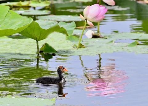 オオバンのヒナ1412