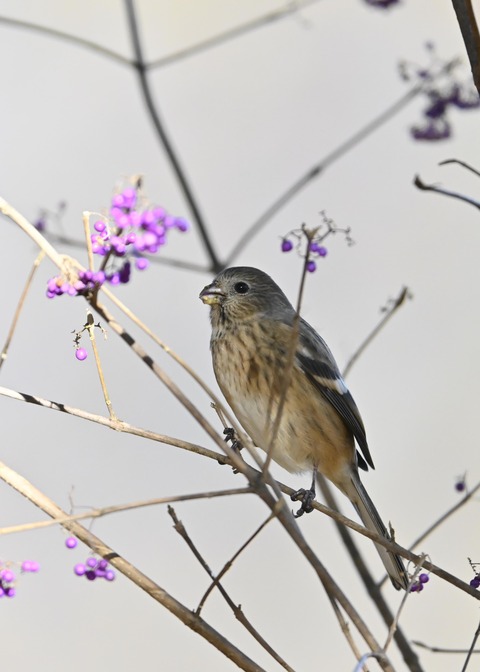 ベニマシコ♀0698