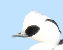 ミコアイサ♂4001