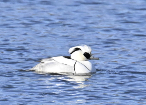 ミコアイサ♂4496