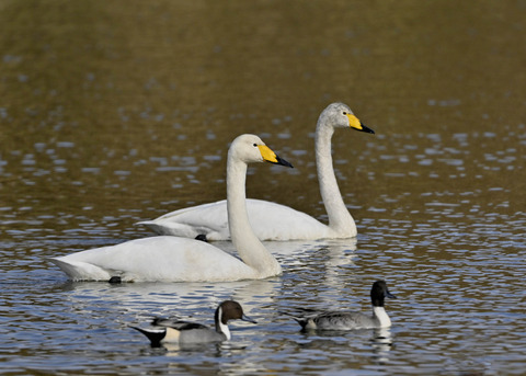 オオハクチョウ0914
