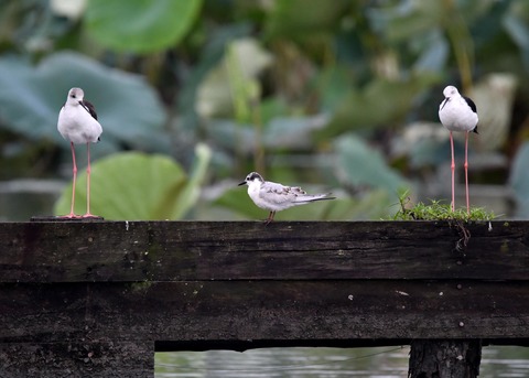 クロハラアジサシ幼鳥2667