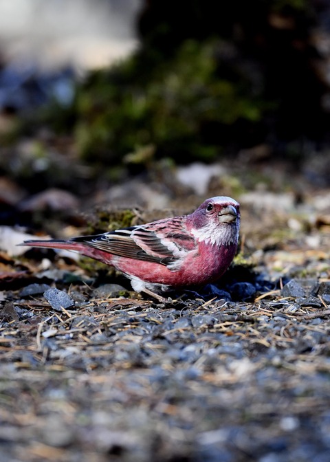 オオマシコ♂9121