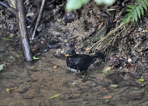 クロツグミ♂9529