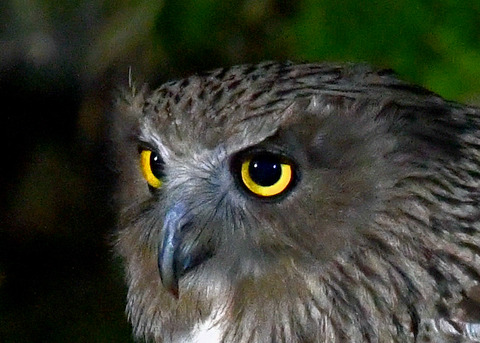 シマフクロウ♀1418