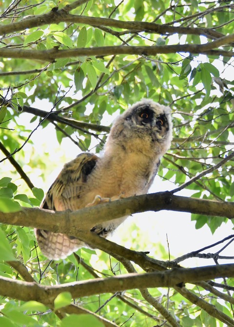 トラフズクのヒナ5346