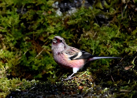 ベニマシコ♂4228