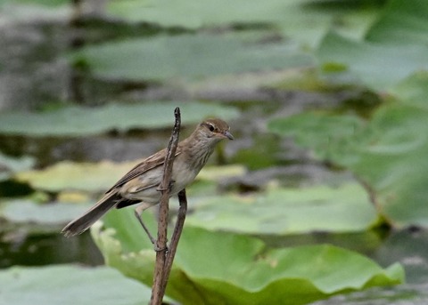 オオヨシキリ9104