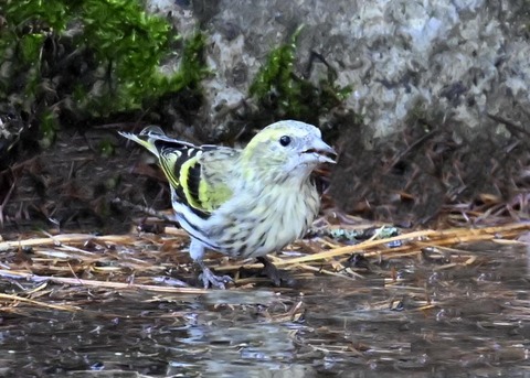 マヒワ♀7728