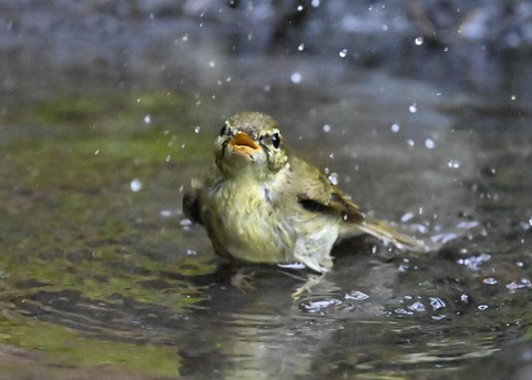 メボソムシクイ0890