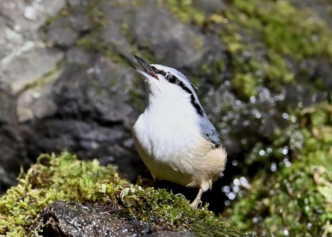 ゴジュウカラ8113