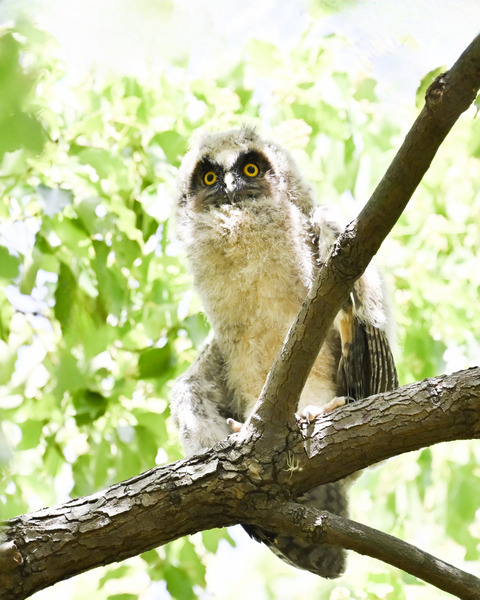 トラフズクの雛①2444