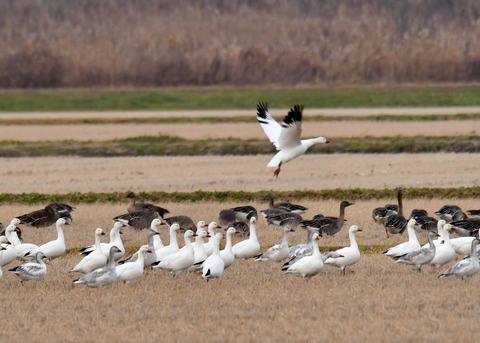 ハクガン6746-02 - コピー