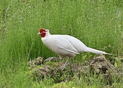 キジ♂白化1527
