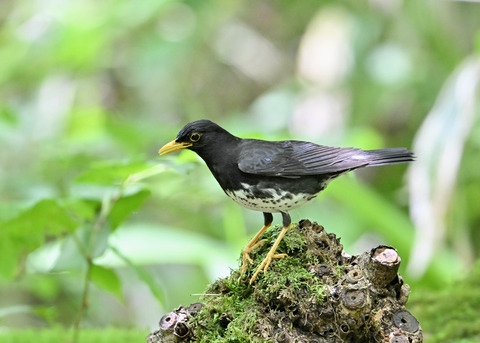 クロツグミ♂0410