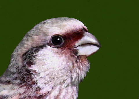 ベニマシコ♂2002