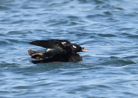 ビロードキンクロ♂0854