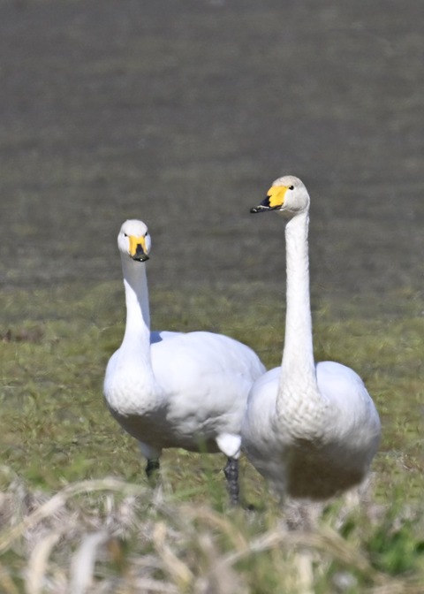 オオハクチョウ8262