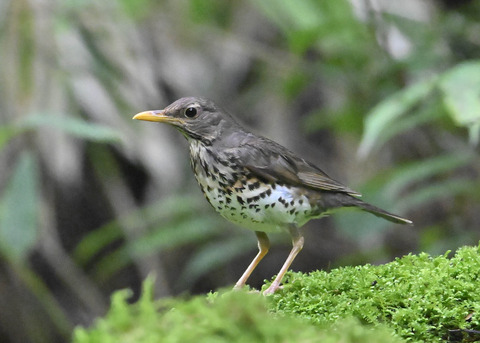 クロツグミ♀9128