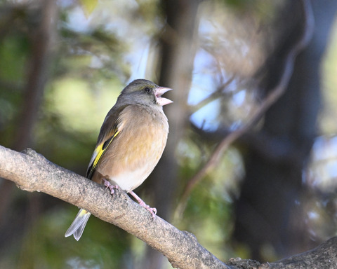 オオカワラヒワ7448