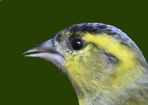 マヒワ♂7000