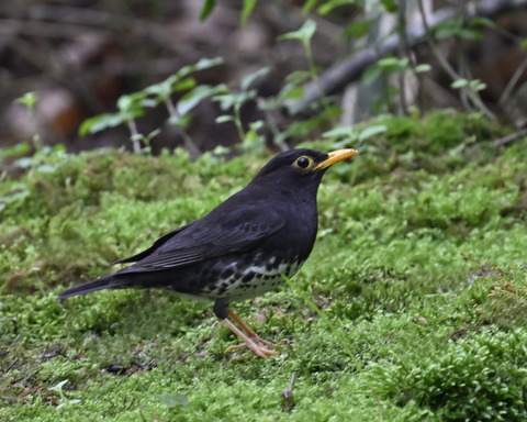 クロツグミ♂5722