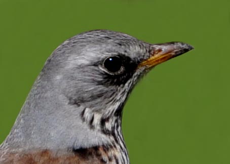 ノハラツグミ1001