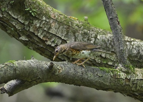 クロツグミ♀幼鳥4781