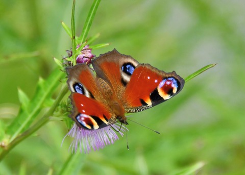 クジャクチョウ5387