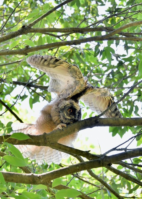 トラフズクのヒナ5405