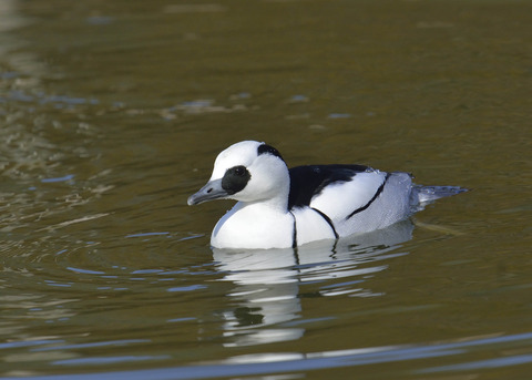 ミコアイサ♂0088