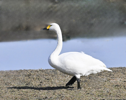 オオハクチョウ3283