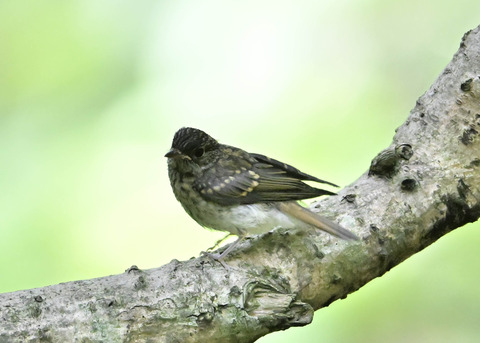 キビタキ幼鳥2587