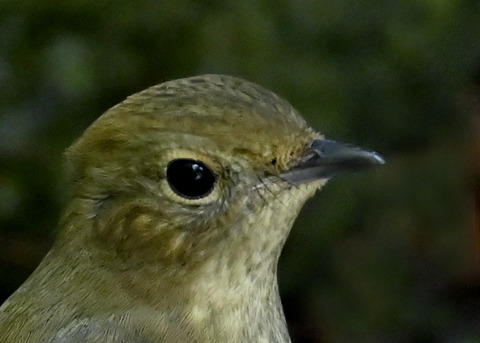 キビタキ♀3000(3218)