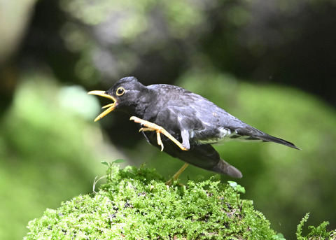 クロツグミ♂0135