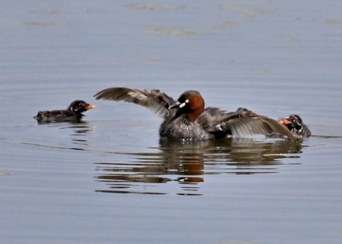 カイツブリ親子2403
