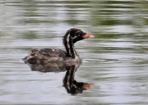 カイツブリのヒナ1471