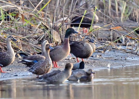 マガモのハイブリッド9593